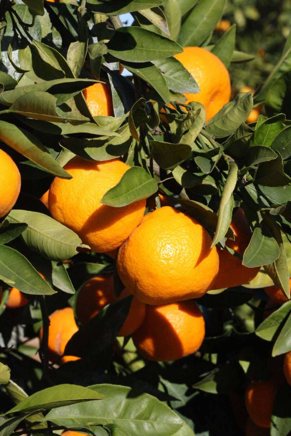              Fruit (Riverside, CA)       
